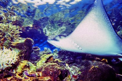 Eagle Ray On The ReefIs 