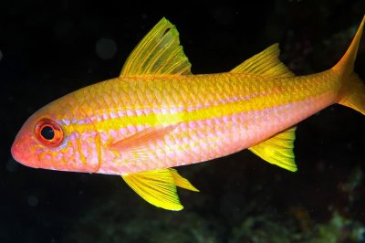 Yellowfin Goatfish 'Mulloidichthys vanicolensis'   