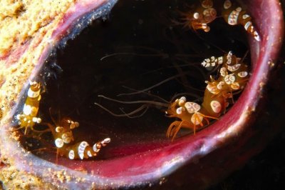 Shrimp Colony Inside Tubular Sponge