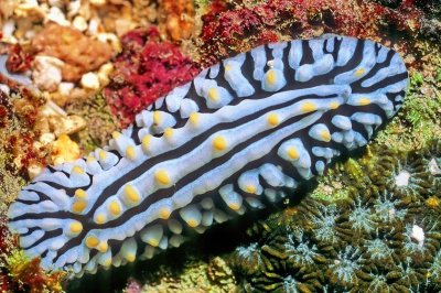 Simply, A Nudibranch