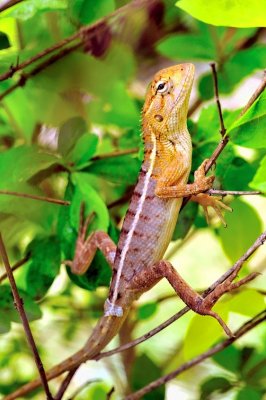 Industrious Lizard