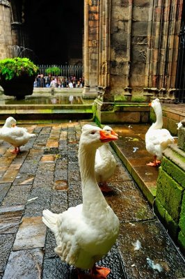 The Geese Of The Cathedral