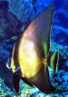 Young Batfish w/ Cleaner