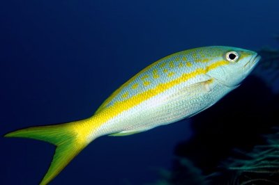 Yellowtail  Snapper 'Ocyurus chrysurus', Really Close