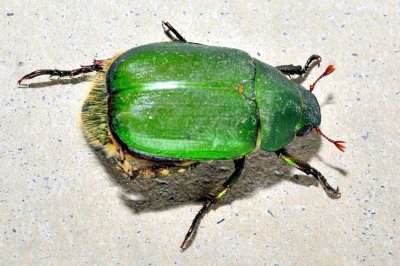 Japanese Green Beetle