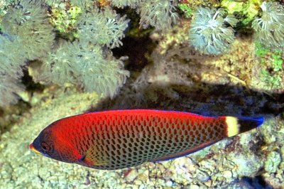 Chiseltooth Wrasse, 'Pseudodax moluccanus'