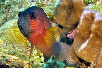 Firetail Dottyback Frontal Jump