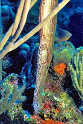 Trumpetfish, Beautiful Reefs 