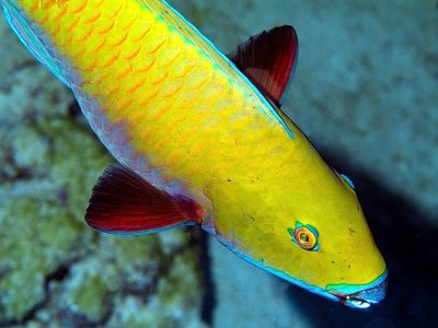 Yellow Parrotfish 