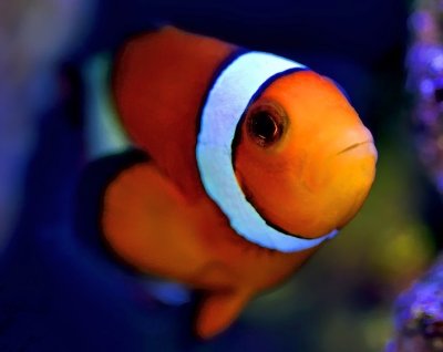 Nemo's Portrait