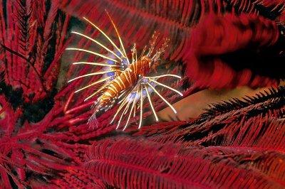 Tiny Lionfish Inside Crinoid 