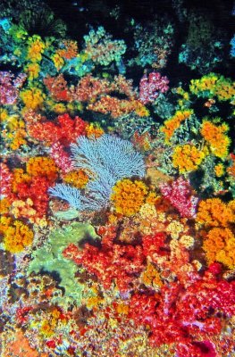 Corals Of The Most Different Shapes and Colours 