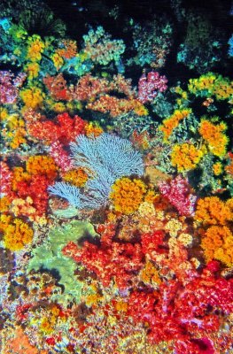 Corals Of The Most Different Shapes and Colours