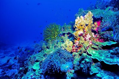 Coral Landscape With The Golden Crinoid