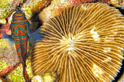Mandarin Fish And Razor Coral 