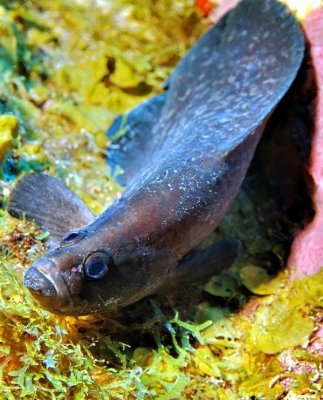 Greater Soapfish Frontal, 'Rypticus saponaceus'  