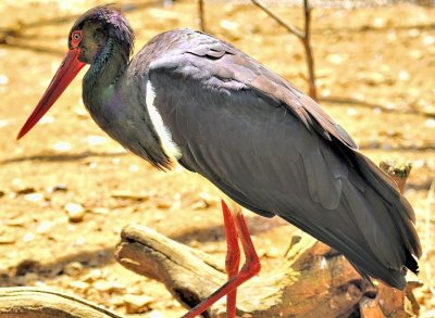 Black Stork: Ciconia nigra