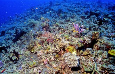 Amazing Reef, Fortunately Too Deep...