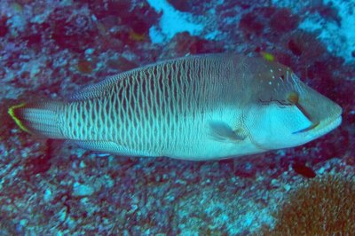 Young Mald Napoleon Wrasse