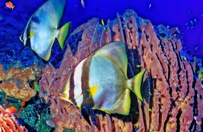 Spadefish With Sponge, 'Platax pinnatus'