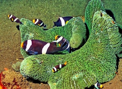 Saddleback Clownfish, 'Amphiprion polymnus'