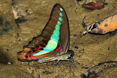 Busy Eating -'Graphium sarpedon', the Common Bluebottle