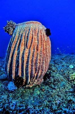 Lone Barrel Sponge 'Xestospongia testudinaria'