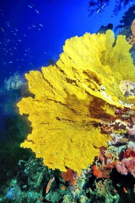 Giant Yellow Gorgonian At Deep 