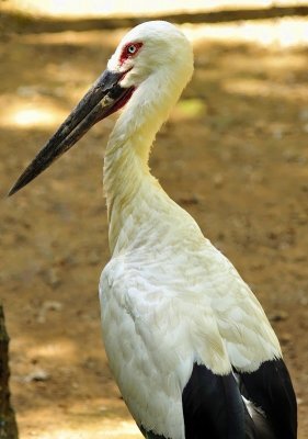 Oriental stork 'Ciconia boyciana'