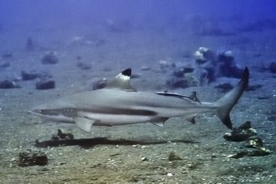 Blacktip Reef Shark, 'Carcharhinus melanopterus'