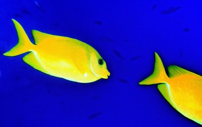 A Couple of Yellow Rabbitfish 