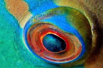 Parrotfish Eye