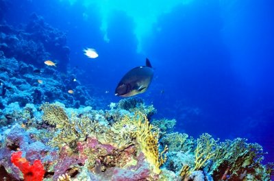 Reef With Razorfish 