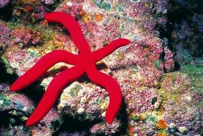 Red Starfish, 'Ophidiaster ophidianus'