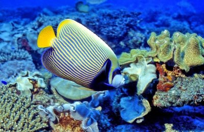 Emperor Angelfish On Beautiful Coral Reef, All Dead Now