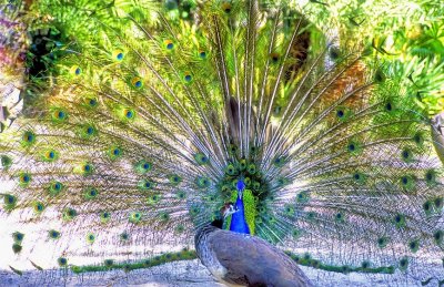 Peacock Showing Off To Female 