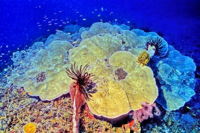 Pristine Coral Reef