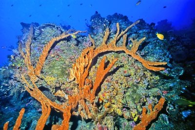 Beautiful Sponges At Deep 