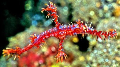 Minute Ornate Ghost Pipefish Swimming 