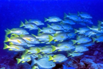 Schoolmaster Snapper 'Lutjanus apodus' Shoal