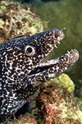Moray With Cleaning Goby