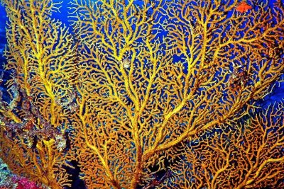 Gorgonian 