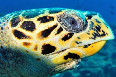 The Very Live Eye Of The Hawksbill Turtle 