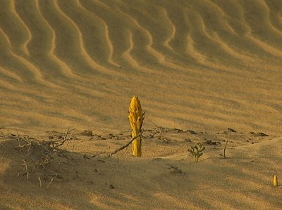 The Desert Flower