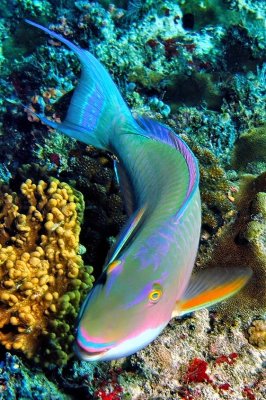 Parrotfish Peep