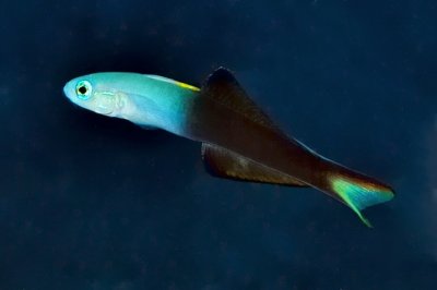 Blackfin Dartfish,  Ptereleotris evides