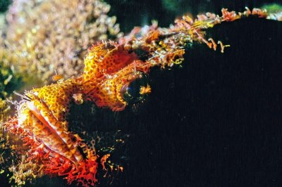 Scorpionfish, 'Scorpaenopsis venosa'