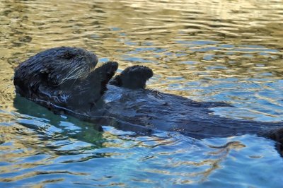 California Otter