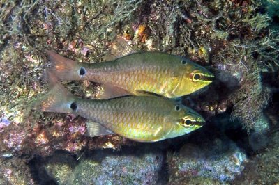 A Couple Of Spot-Nape Cardinalfish Near The Surface  