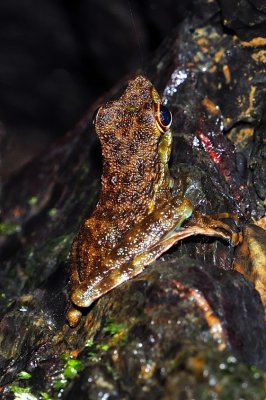 Borneo Flying Frog, Minute